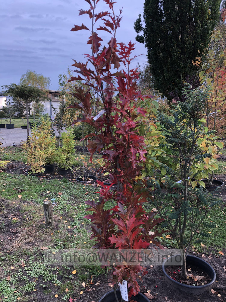 Quercus palustris Green Pillar 006.JPG